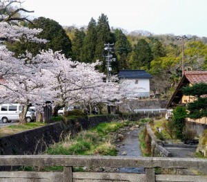 大田市議選桜の景色2018年4月1日