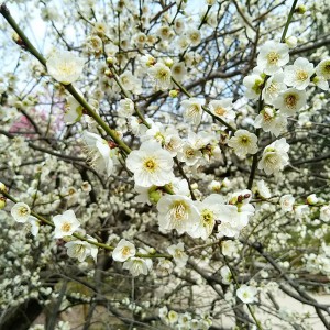 縮景園19年2月14日